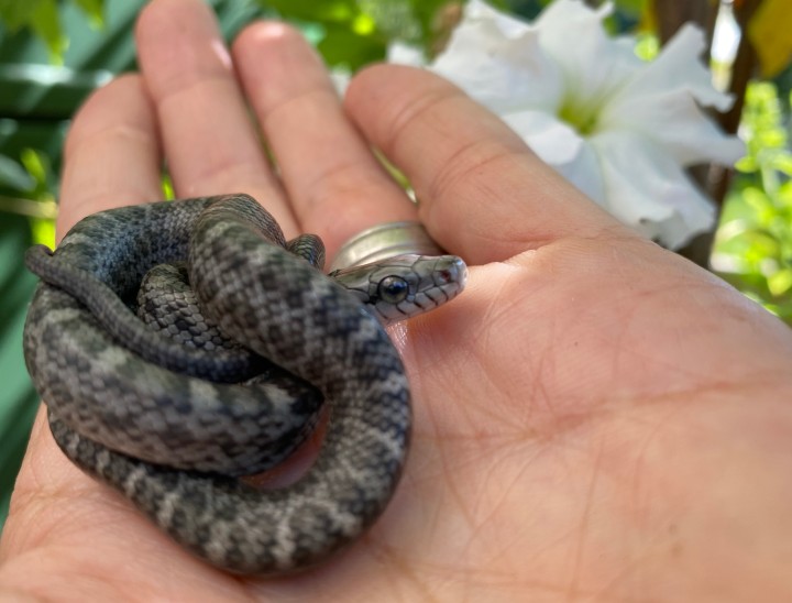 Japanese Rat Snake